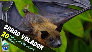 ZORRO VOLADOR  ¿Que clase de murcielago es este [upl. by Patton89]