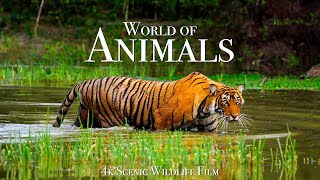 Animal World 4K  Scenic Wildlife Film With Calming Music [upl. by Ennoirb]