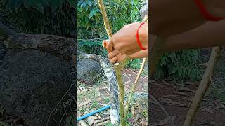 A106 Grafting fruit trees techniquesgrafting lemon wedges shorts easy YouTube youtubeshorts [upl. by Ardith751]