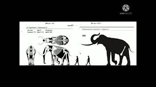 Palaeoloxodon namadicus and Mammuthus Trogontherii size comp [upl. by Niobe]