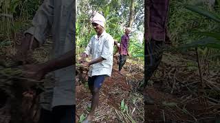 Ape disam bahu aakal kida new santhali dong song video short video [upl. by Matuag]