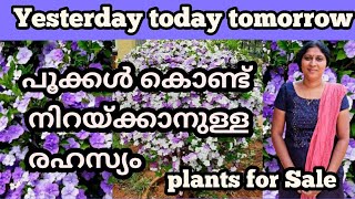 Yesterday Today Tomorrow  Flowering plants  Salu Koshy  diy  flowers  rose [upl. by Nnywg]