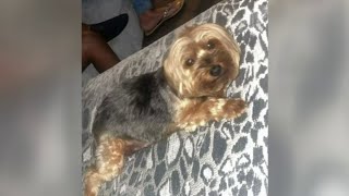 Dognapping Yorkie stolen off Detroit porch in broad daylight [upl. by Ihsar]