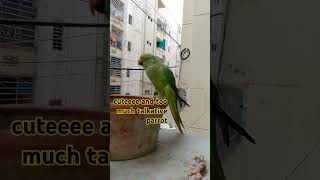 too much talkative parrot cute parrottalking subscribelikeshare [upl. by Rafat]