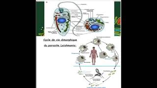 la morphologie et cycle de vie de leishmania [upl. by Waldemar729]