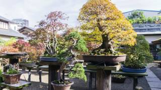 Dream dans le Jardin Shunkaen du maitre Kunio Kobayashi [upl. by Nogaem127]