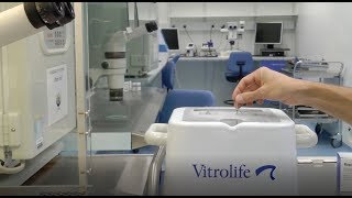 Oocyte Vitrification by Vitrolife  Short protocol [upl. by Washko]