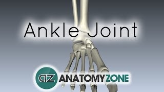 Ankle Joint  3D Anatomy Tutorial [upl. by Hatokad973]