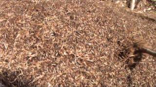 The Wood Ant Formica rufa the largest British ant with 2 metre nests [upl. by Adnamaa]