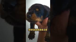 European Doberman puppies for sale contact 8958888838 [upl. by Gawen764]