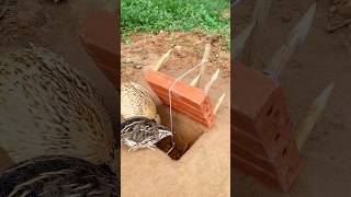 Create DIY Amazing Trap  Quail Trap shorts [upl. by Geithner430]