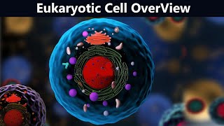 Prokaryotic and eukaryotic cells  Biology  Khan Academy [upl. by Darleen]