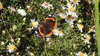 Schmetterlinge  Butterflies  Fjärilar  perhosia [upl. by Anahoj]