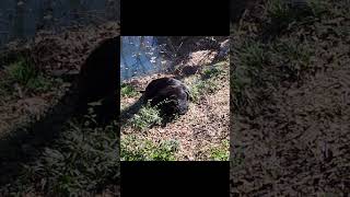 SLEEPY BEAR RELAXING IN THE SUN  subscribe bear animal [upl. by Kcirdneh]