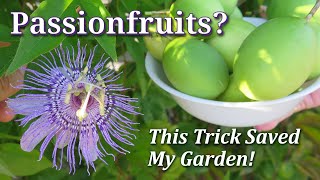 How to Grow Harvest Eat amp Control Maypop Hardy Passionfruit Vine Passiflora Incarnata TIPS [upl. by Alegre]