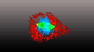 ZEISS ApoTome2 with Axiocam 506 African Green Monkey Kidney BSC1 Cells [upl. by Ellezaj]