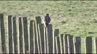 Merlin in flight and sitting  Smelleken in actie en zittend [upl. by Uel]