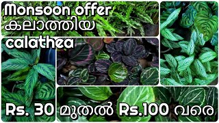 Calathea plants 9 varieties for sale Rs 30 to Rs 100 [upl. by Anelhtac]