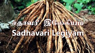 Sadhavari Legiyam சதாவரி இலேகியம் Part 12  Preparation and Uses Tamil [upl. by Caitlin]