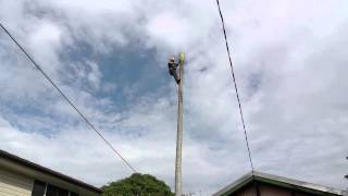 How a professional arborist cuts down a 65 foot20 meter palm tree in 10 mins [upl. by Aenit]