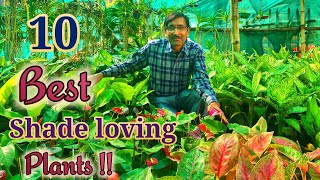 10 Best Shade Loving Plants You Must Grow at Home with Price Specifications [upl. by Assira760]