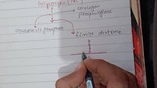 Glycogenolysis Biochemistry [upl. by Wiltz]