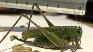 Grasshopper eating rye Mouthparts MACRO Full HD [upl. by Rosina]