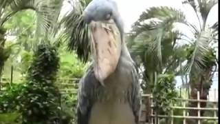 Shoebill Stork sounds like a Predator [upl. by Nyrol265]