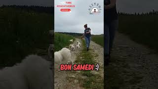 😱🐾Attention Chiots Mignons avec leur maman🐾😱 chiot chiotmignon chiotssamoyèdes chiots samoyède [upl. by Lesli899]