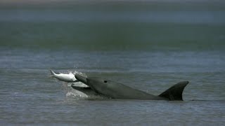 Dolphins Help Fishermen Catch Fish [upl. by Dinsdale124]