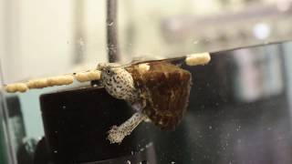 Baby Razorback Musk Turtle Eating and Swimming [upl. by Aneeled891]