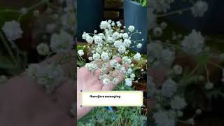 🌸 Essential Tips for Growing Beautiful Gypsophila flowers gardening [upl. by Adnyleb512]