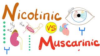 Nicotinic vs Muscarinic Receptors [upl. by Ecyla]