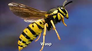 How To Pronounce Wasp [upl. by Adnah]