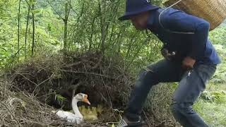 Lots Of Ducklings Hatched With Goose Mother  I Took My Cute Baby Ducks From In The Nest [upl. by Curtis829]