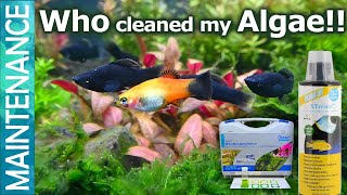 Black Molly and Platies for algae control Algae eater Ammonia and Aquarium algae control Part 2 [upl. by Meyeroff]