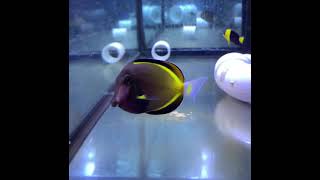 Powder Brown Tang Acanthurus japonicus [upl. by Lovich]