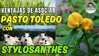 Ventajas de asociar pasto TOLEDO con STYLOSANTHES ganaderoscolombia ganaderiacolombiana [upl. by Jania]