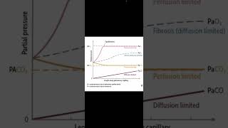 Perfusion Vs Diffusion limited in lung [upl. by Name]