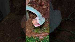 Blue Insularis Viper Injecting Venom to a Reptilink reptiles venomoussnake [upl. by Norbel]