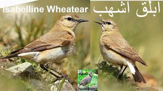 صوت ابلق اشهب صحراوي مهاجر song call isabelline wheatear [upl. by Shana432]