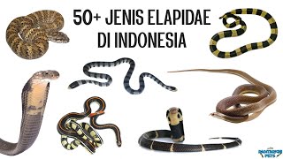 50 Jenis Ular Elapidae Cobra Krait Ular Cabai Ular Laut Taipan Death Adder dll di Indonesia [upl. by Lucho]