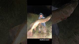 ZOBACZ TEGO POTWORA  MOJA ŻYCIÓWKA Z WODY PZW 115CM ‼️ fishing pike szczupak viral fyp dc me [upl. by Zerelda]