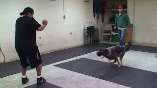 Dog Attack Training on Command with no Equipment K91com [upl. by Eido748]