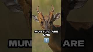 The Mysterious Muntjac Deer MuntjacDeer wildlife barkingdeer [upl. by Bushey]