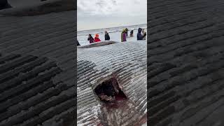 Beached Whale Anchorage Alaska shorts trending viralvideo shortvideo fishing fyp fypシ゚ [upl. by Hendrika628]