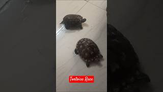 Tortoise Race youtubeshorts tortoise tortoiselove ytshorts petlover mrampmrsthakurivlogs [upl. by Pantheas]