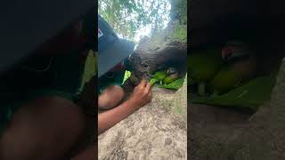 Many parrots laying eggs in a hole underground part 04 swiftparrot parrotlet cockatoo nest [upl. by Latta]