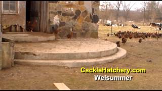 Welsummer Chicken Breed Breeder Flock  Cackle Hatchery [upl. by Rutherfurd]