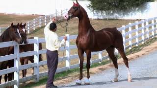 American Saddlebred Stallion  Soquilis By George [upl. by Htebaile]